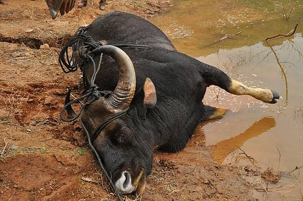 பழனி அருகே அணையில் விழுந்து காட்டுமாடு பலி